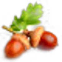 Acorn