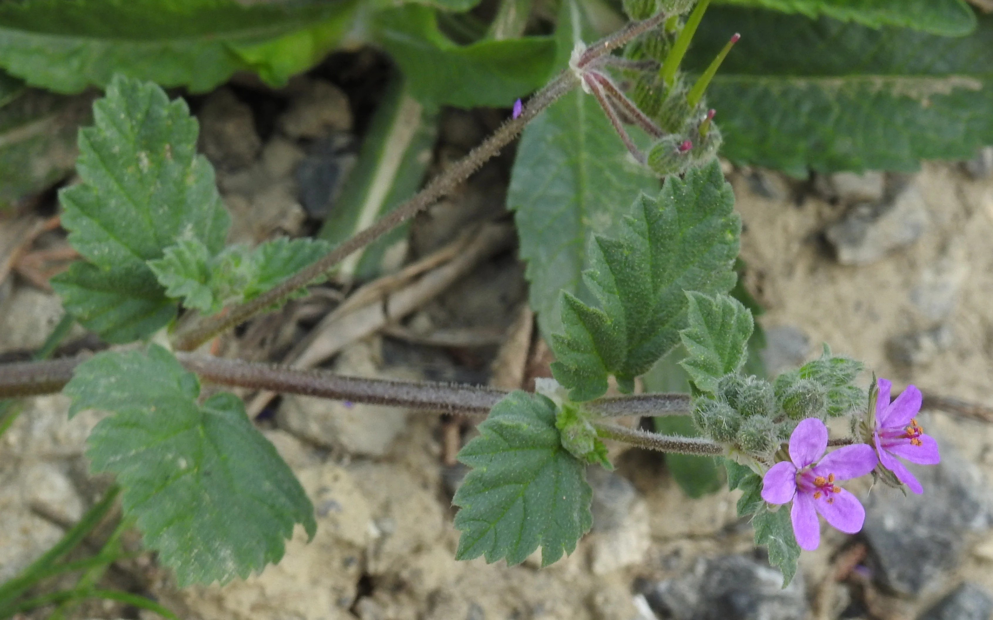 African Geranium