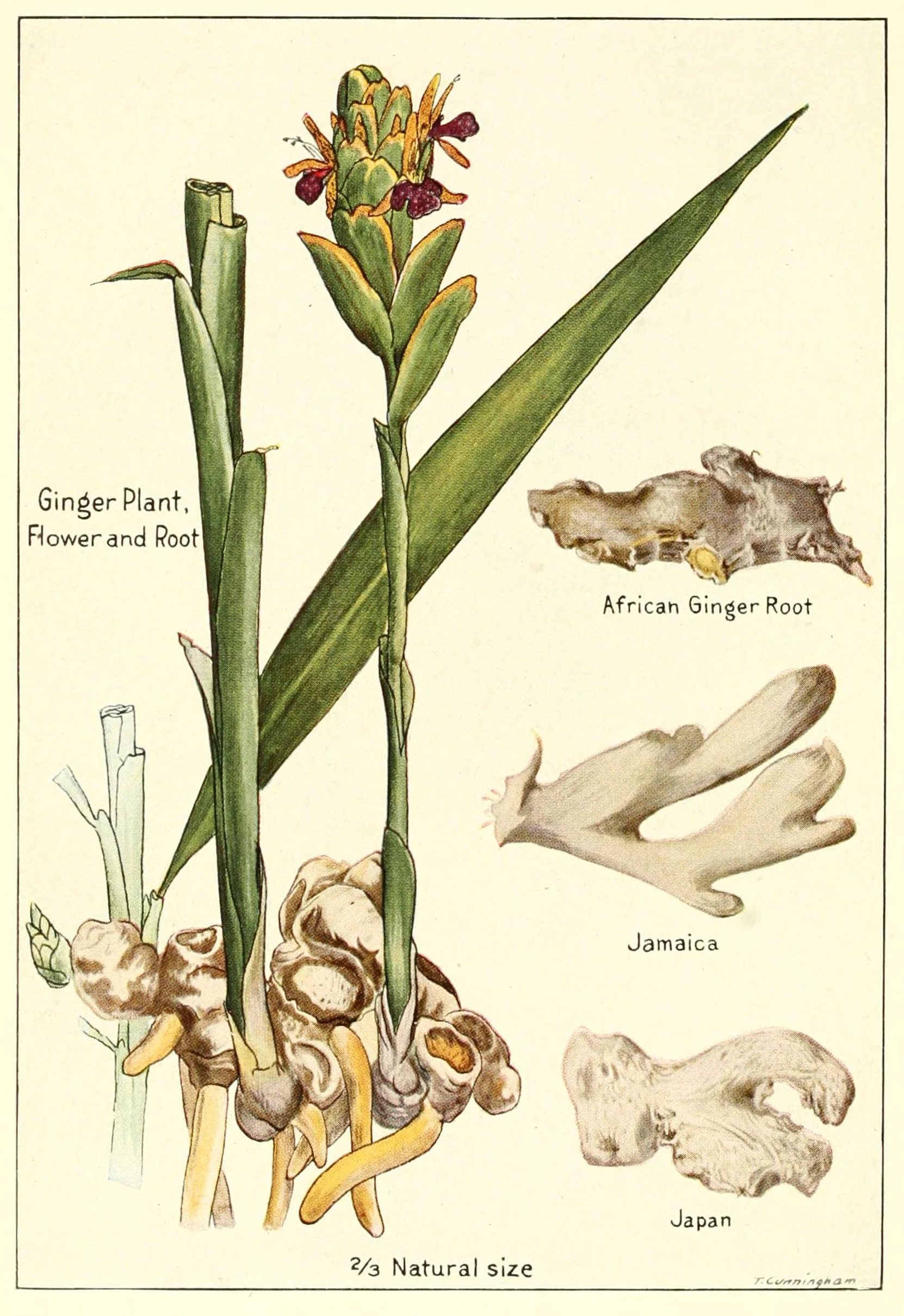 African Ginger