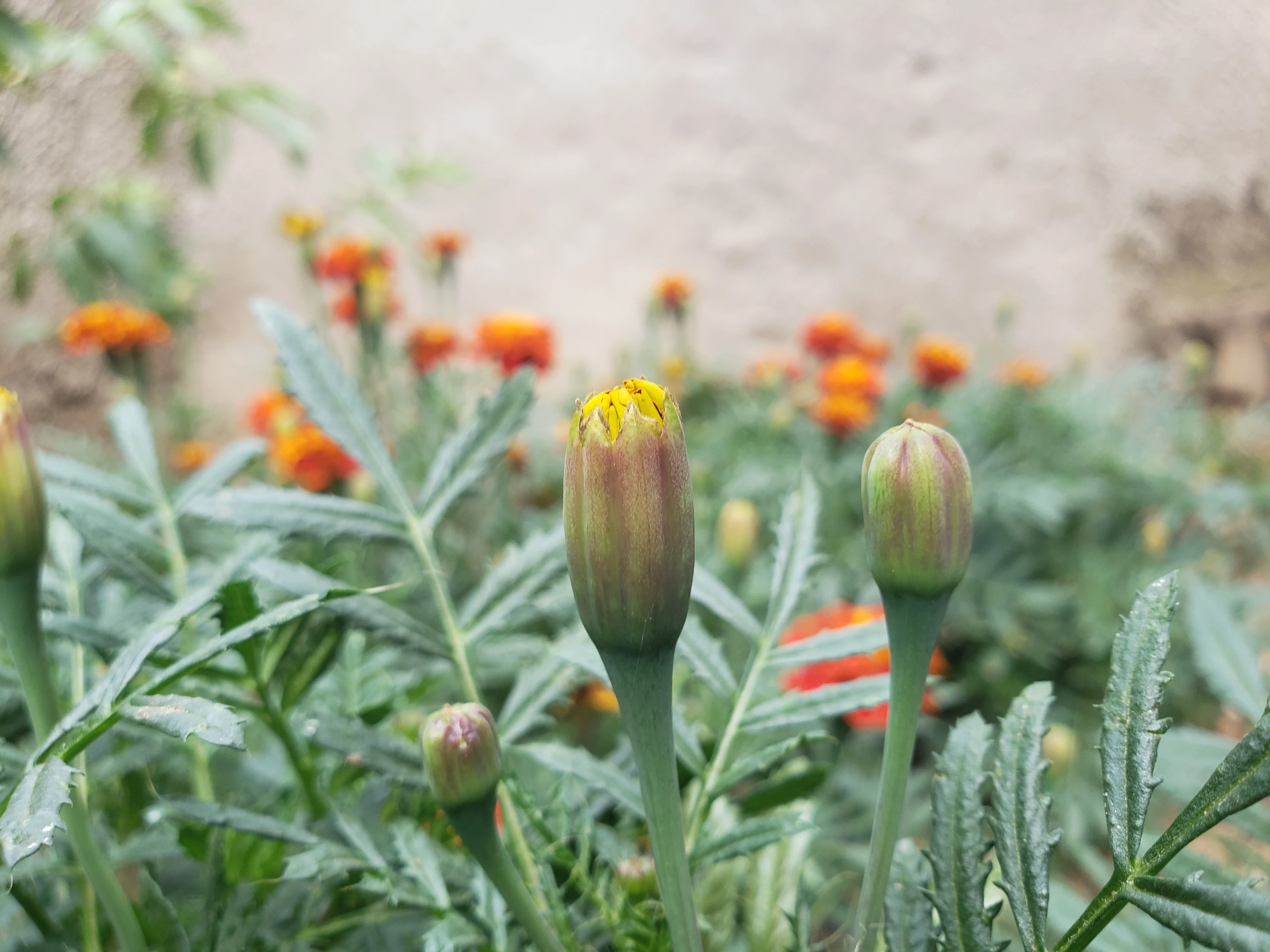 African Orange Flower