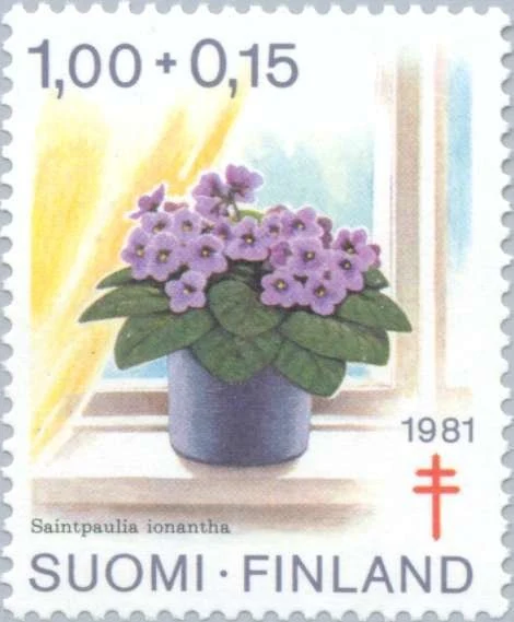 African Violet