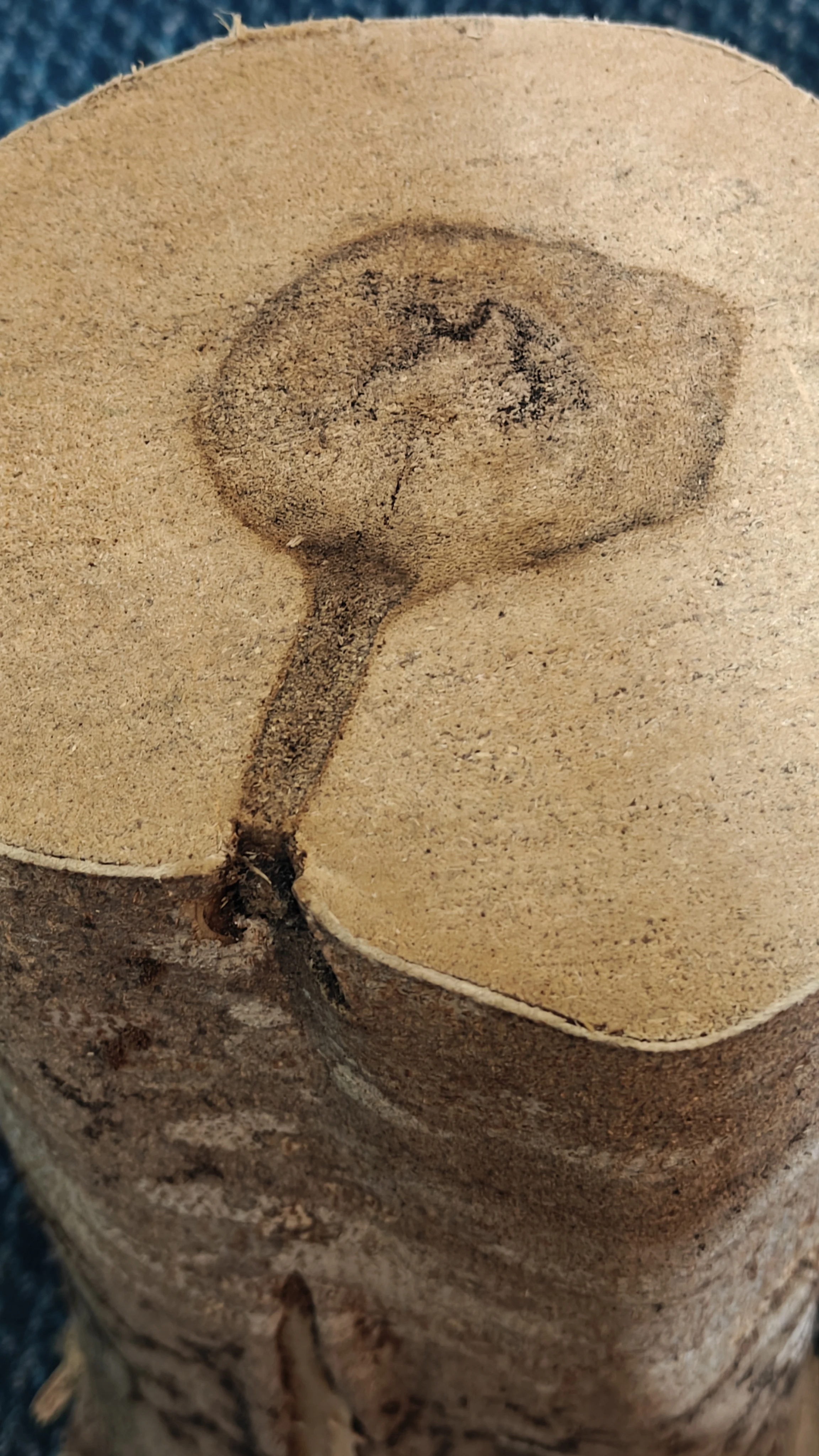 Agarwood