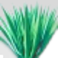 Agave