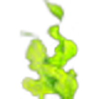 Algae