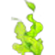 Algae