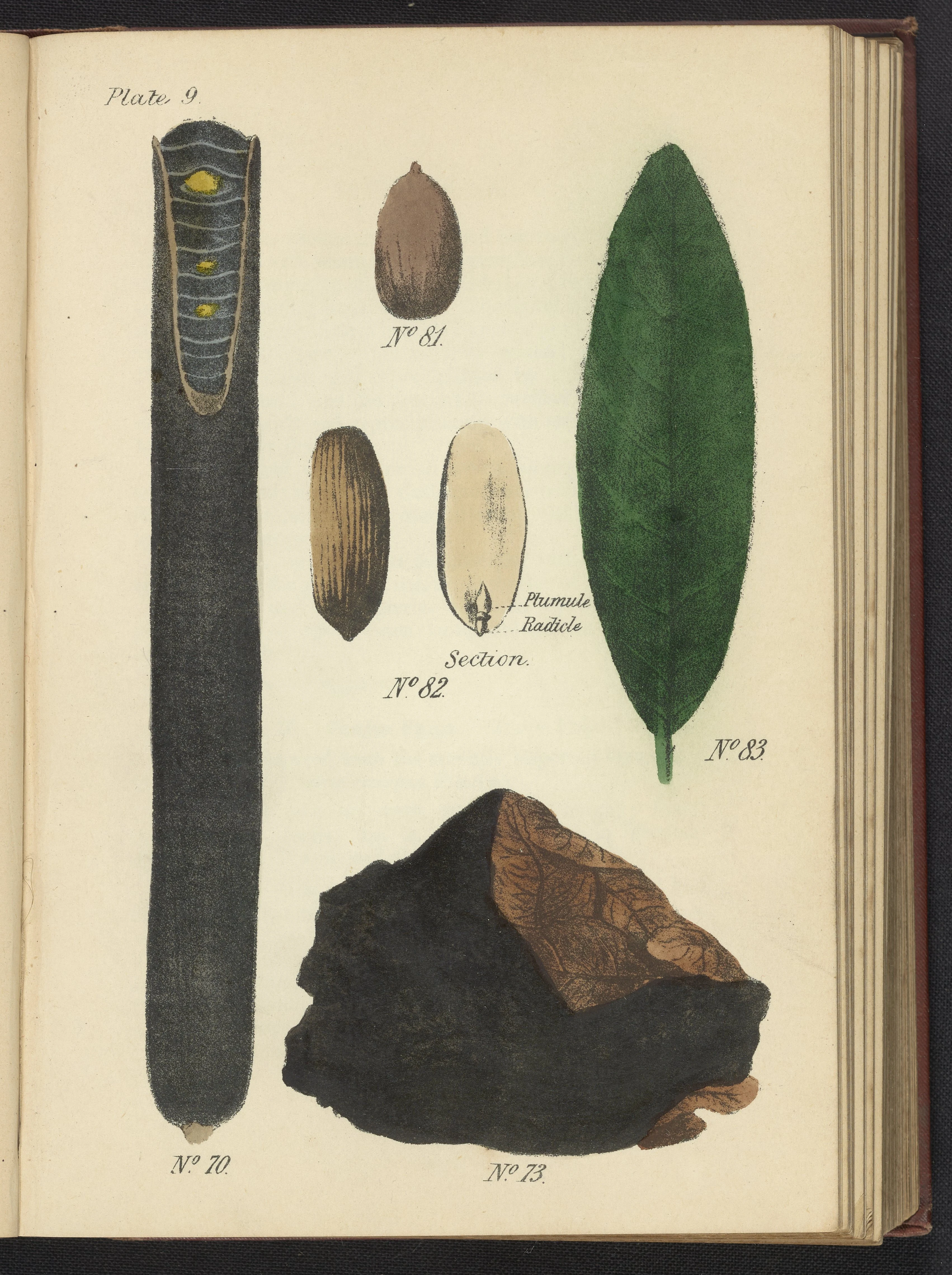 Almond Wood