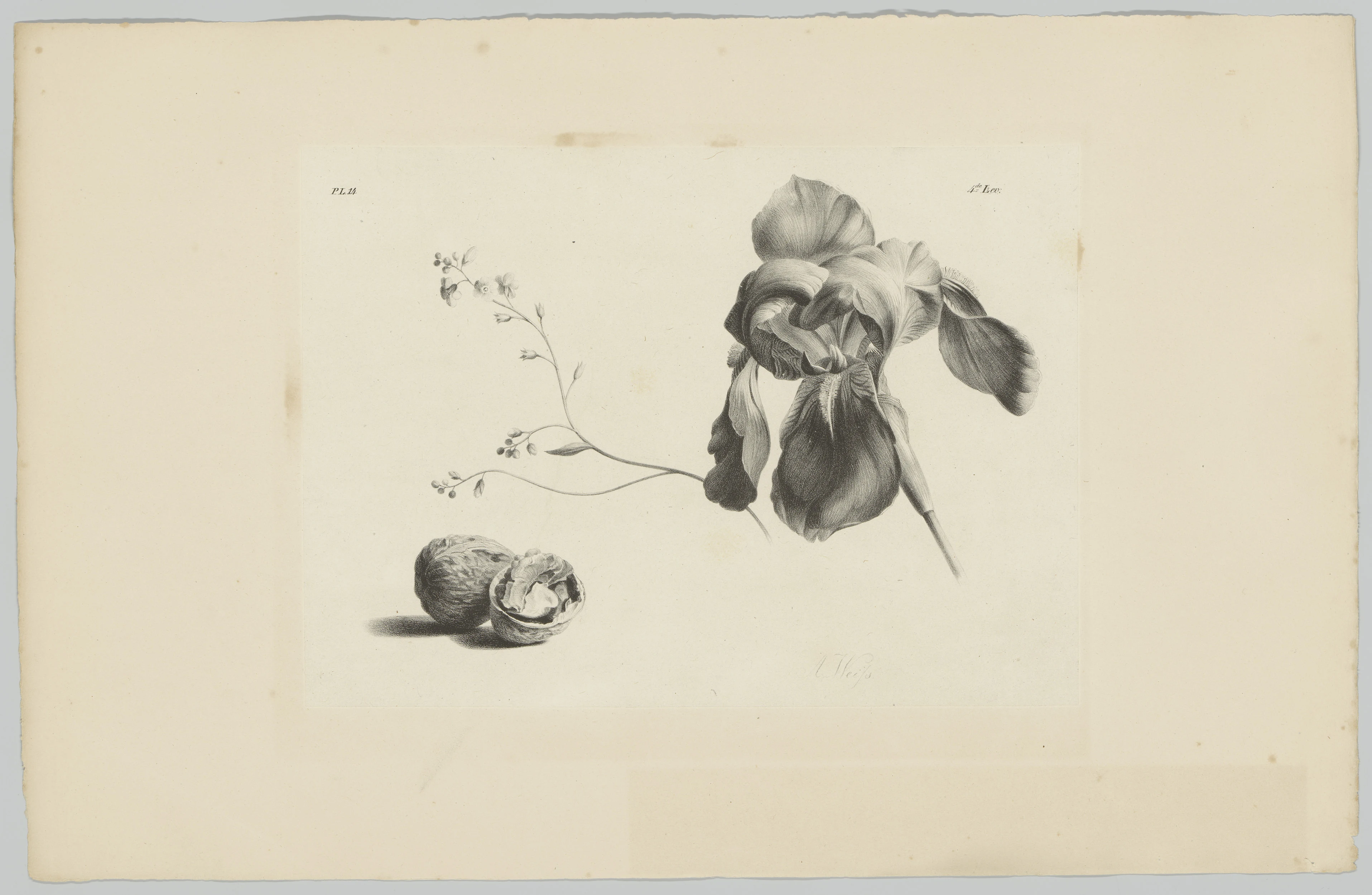 Amaryllis