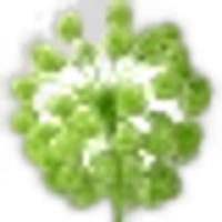 Angelica