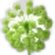 Angelica