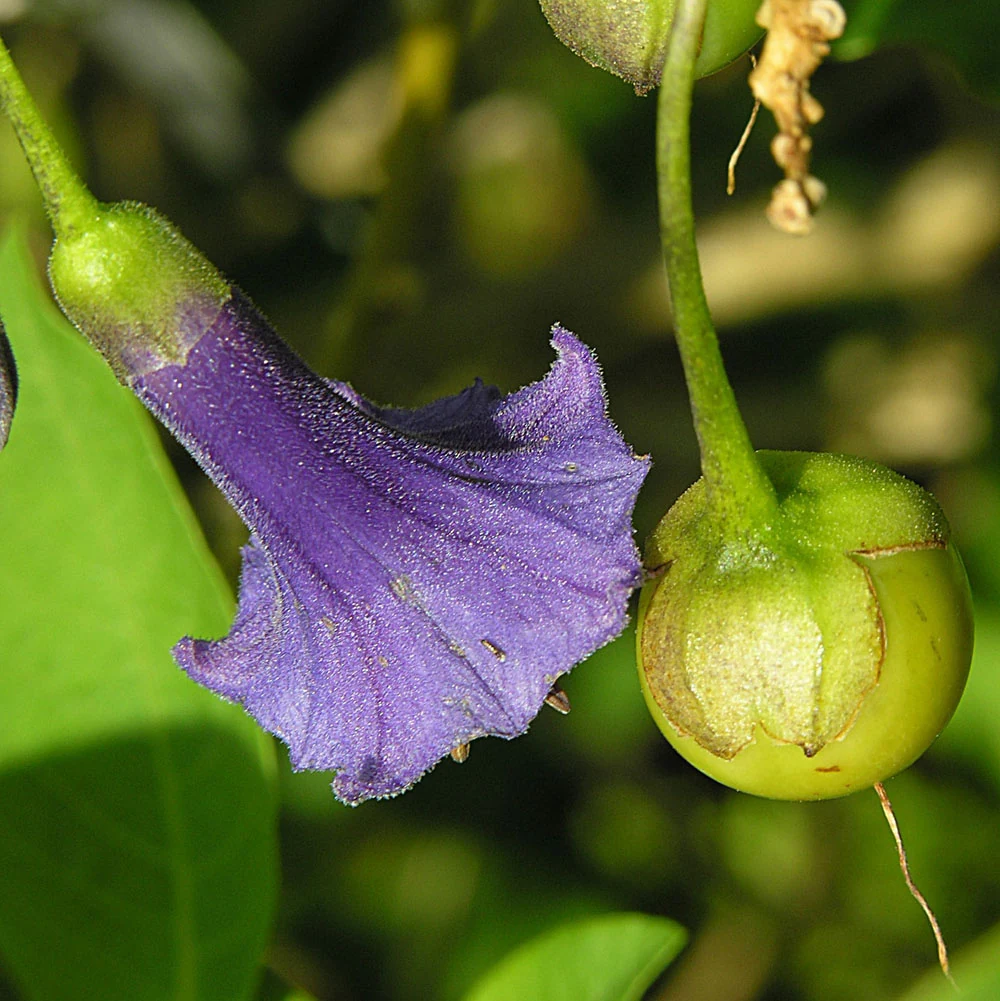 Angels Trumpet