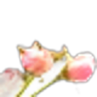 Apple Blossom
