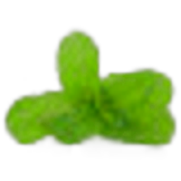 Apple Mint