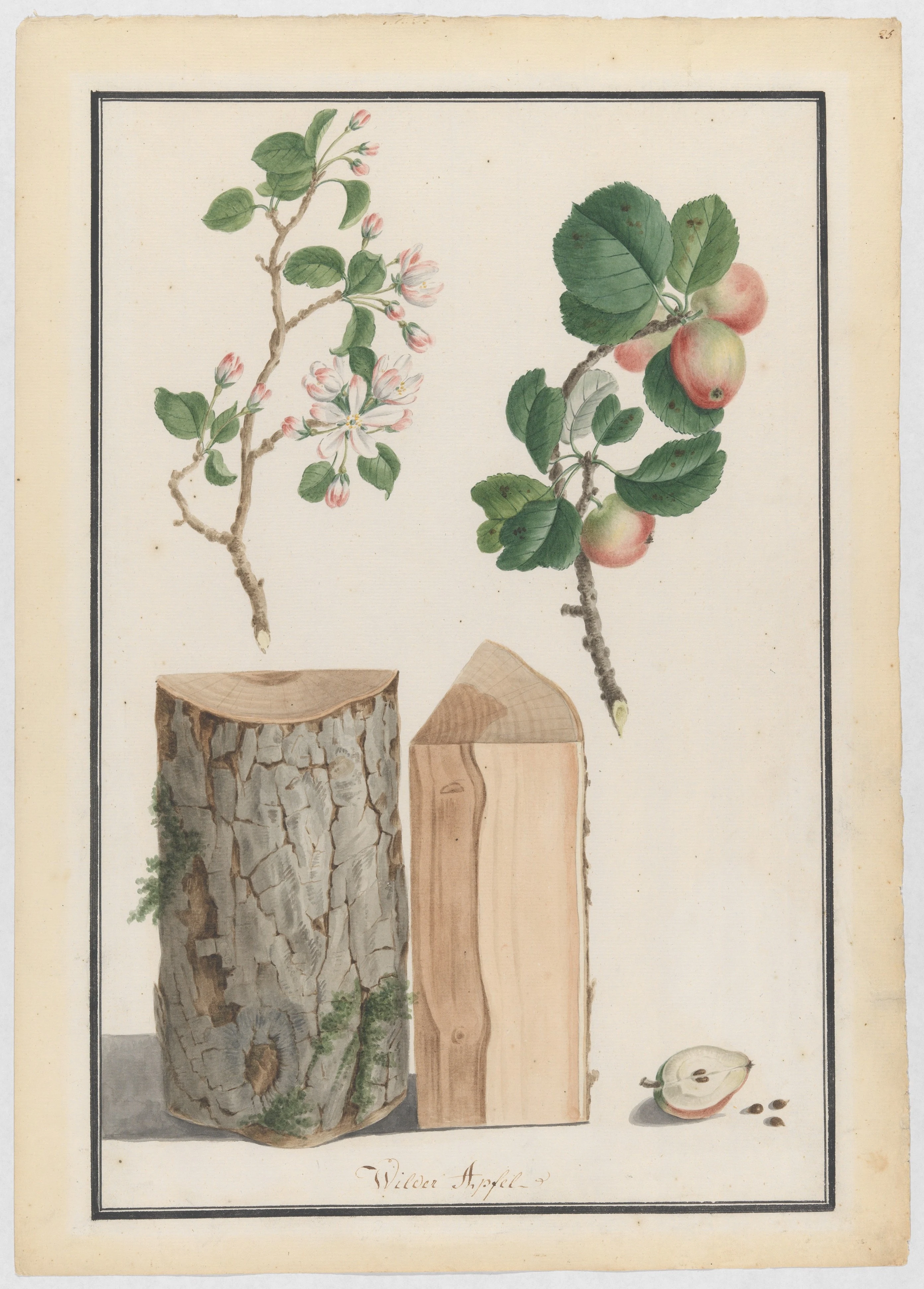 Apple Tree Blossom