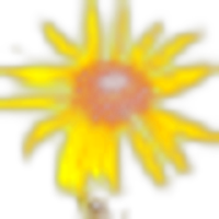 Arnica