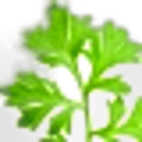 Artemisia