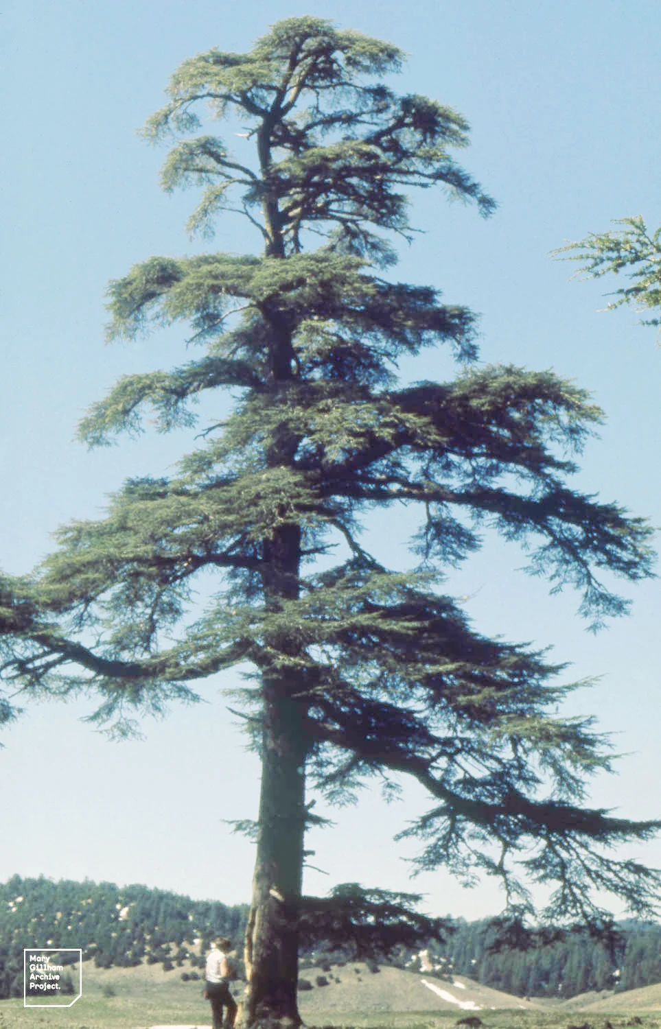 Atlas Cedar