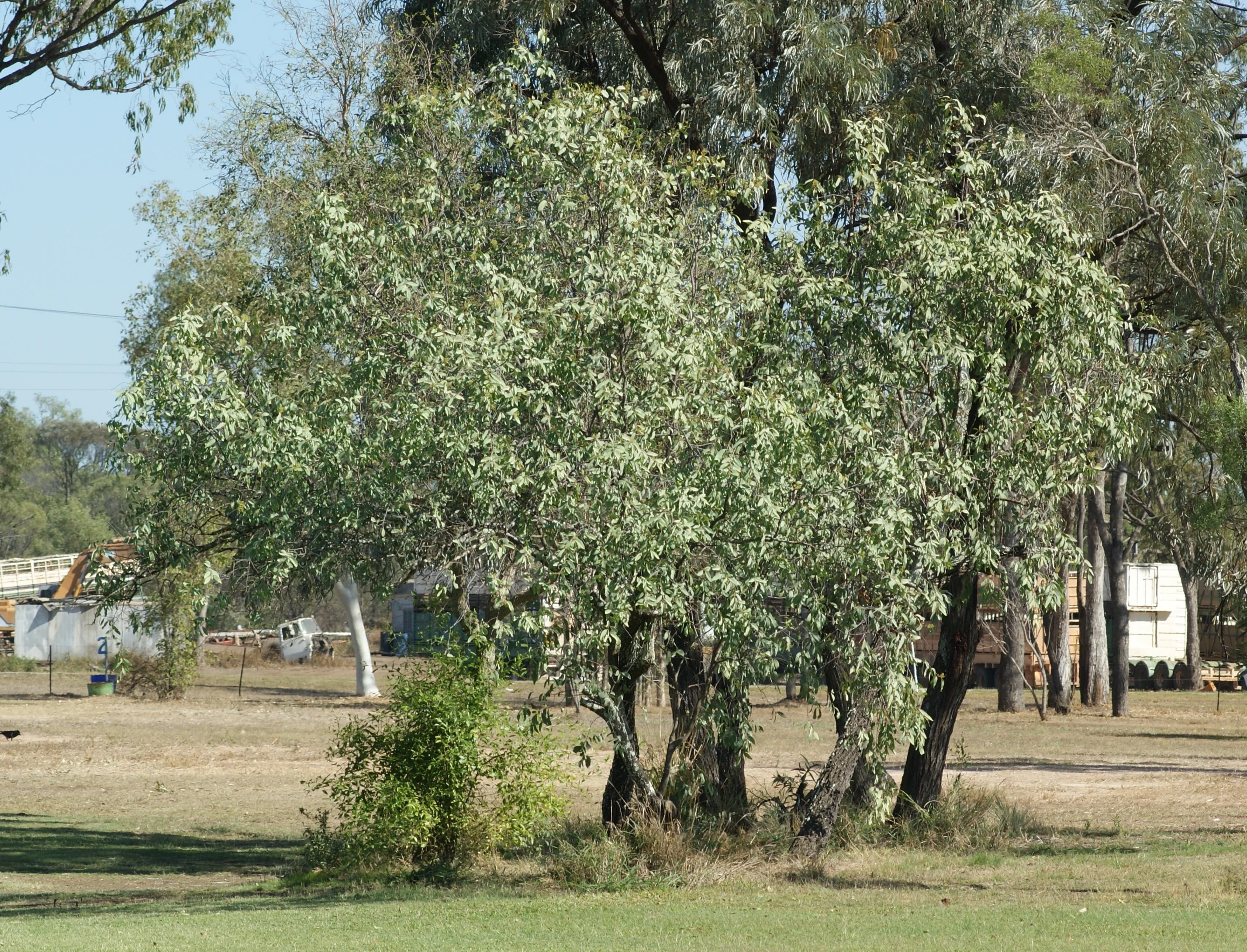 Australian Sandalwood