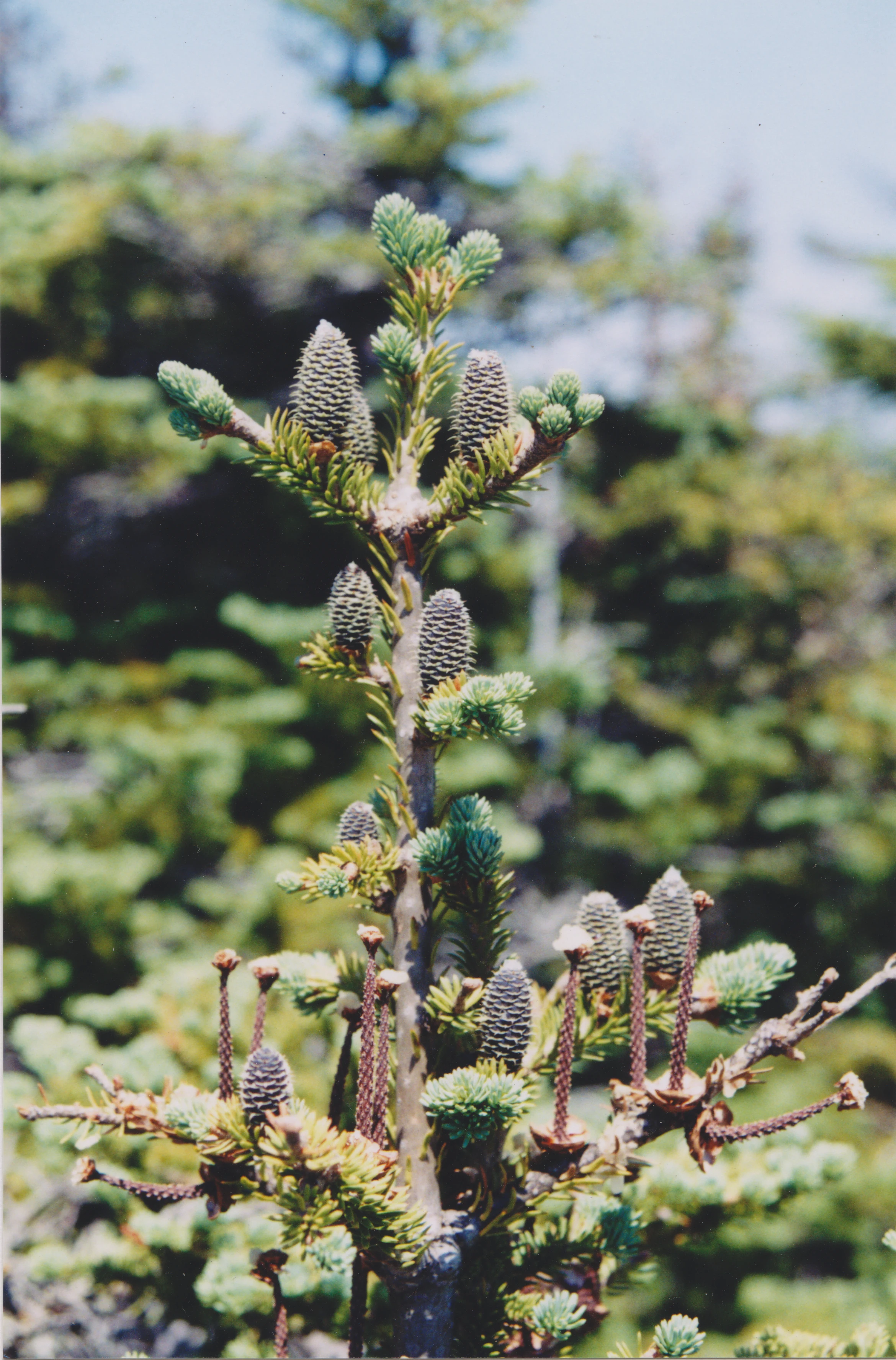 Balsam Fir