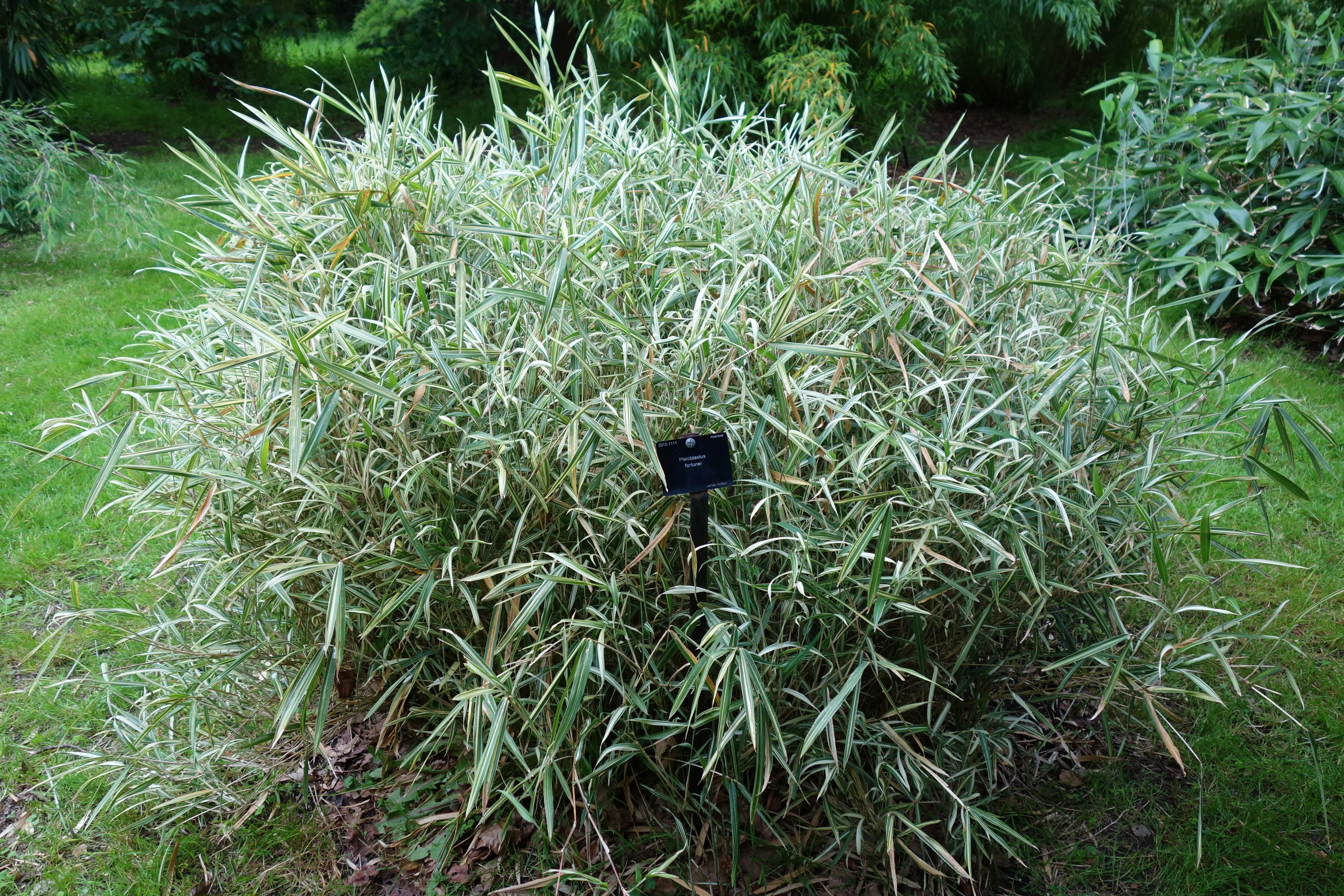 Bamboo Leaf