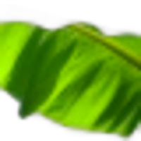 Banana Leaf
