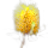 Banksia Australian
