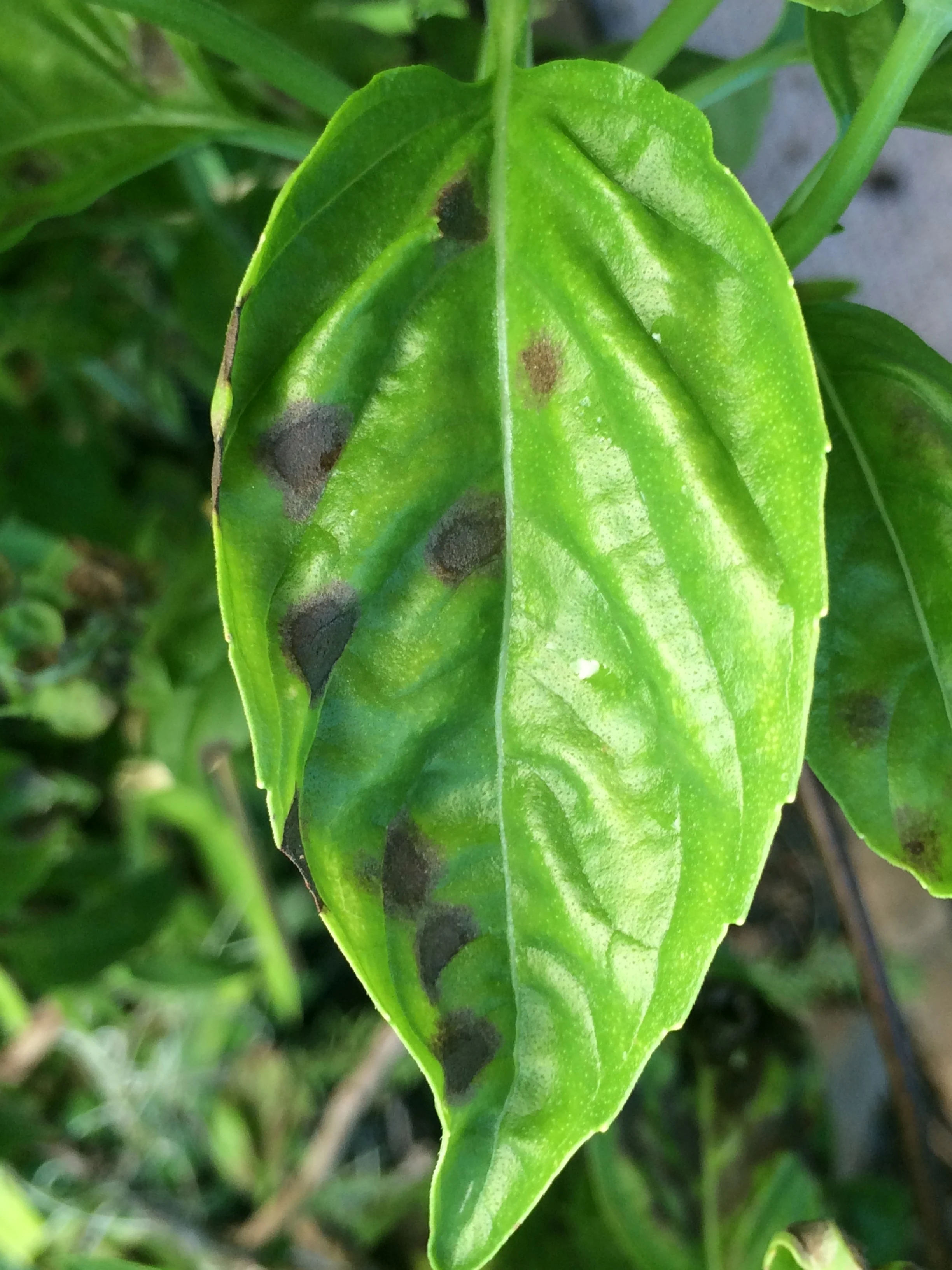 Basil Leaf