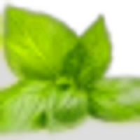 Basil