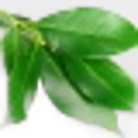 Bay Leaf