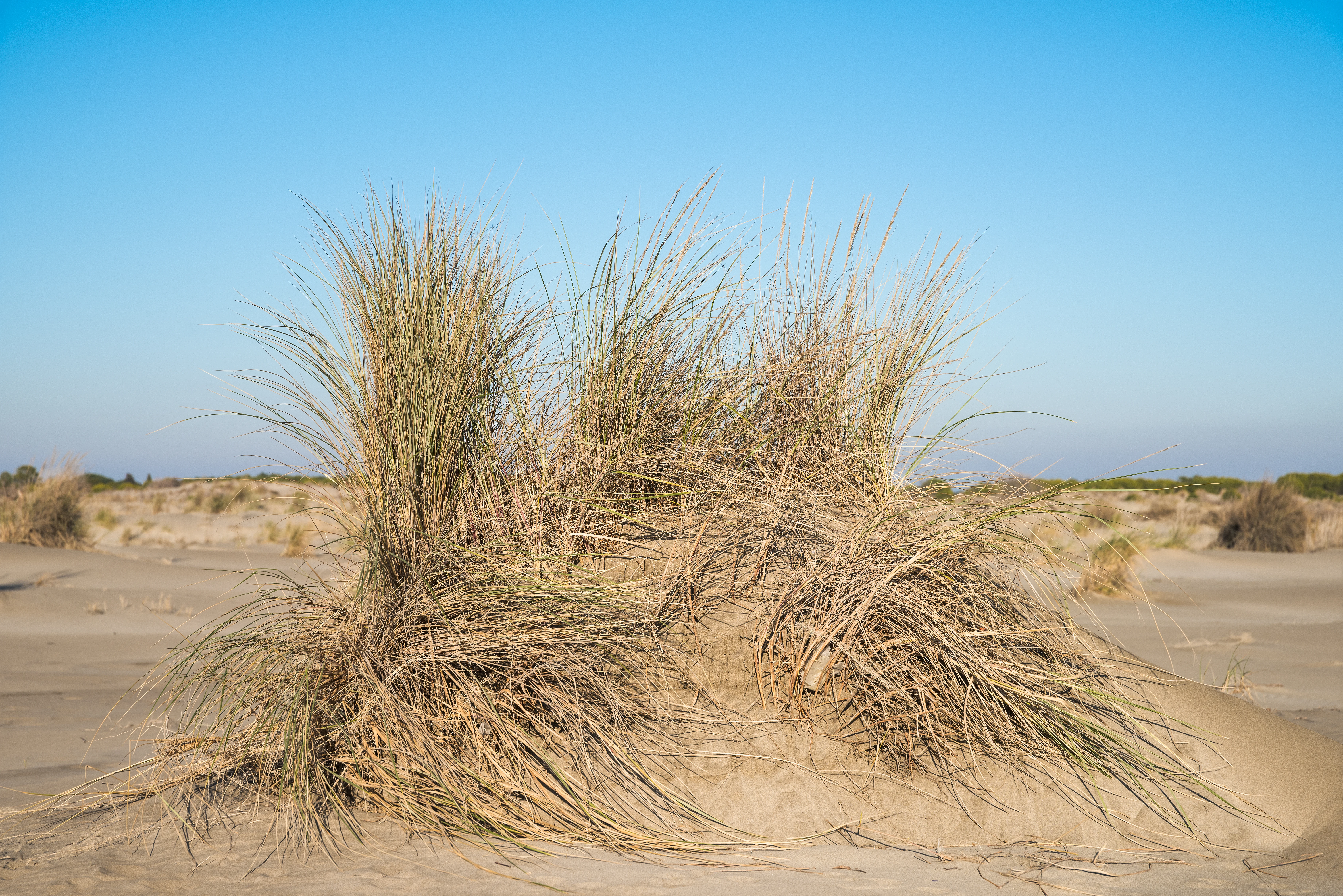 Beach grass