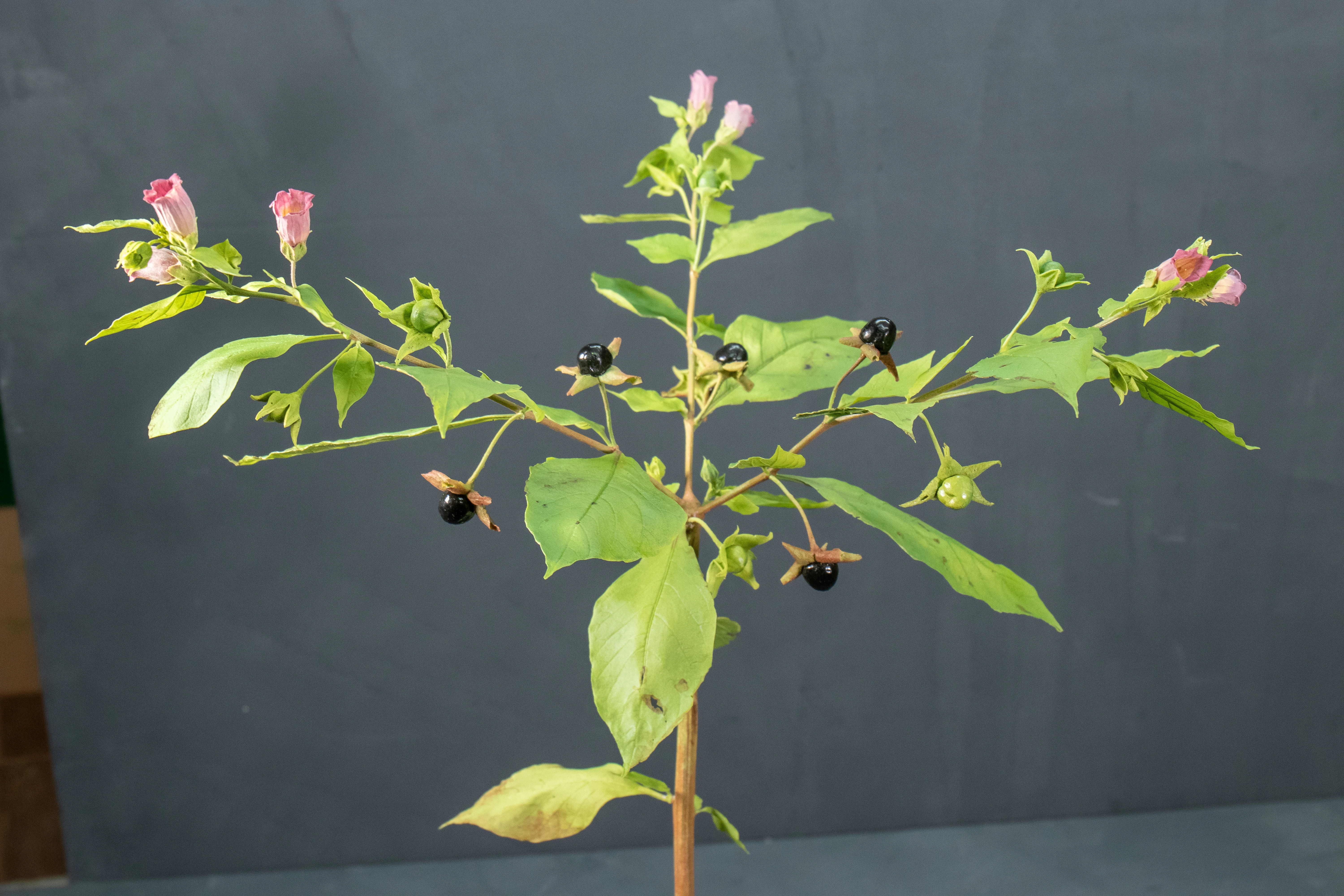 Belladonna