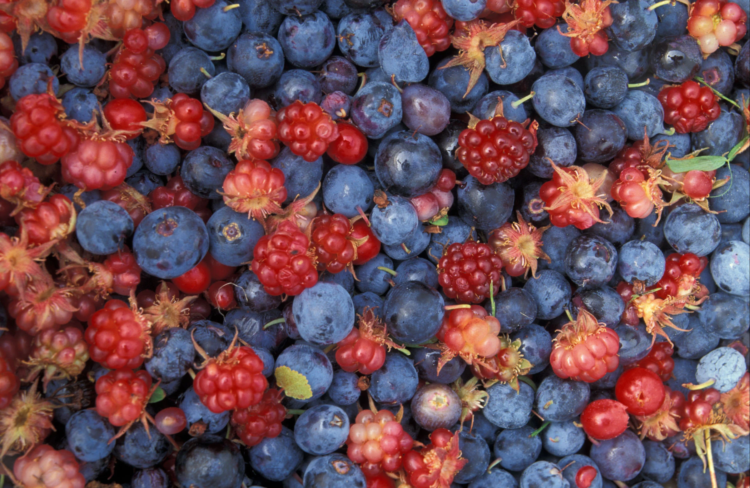 Berry Fruits