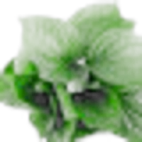 Betel Leaf