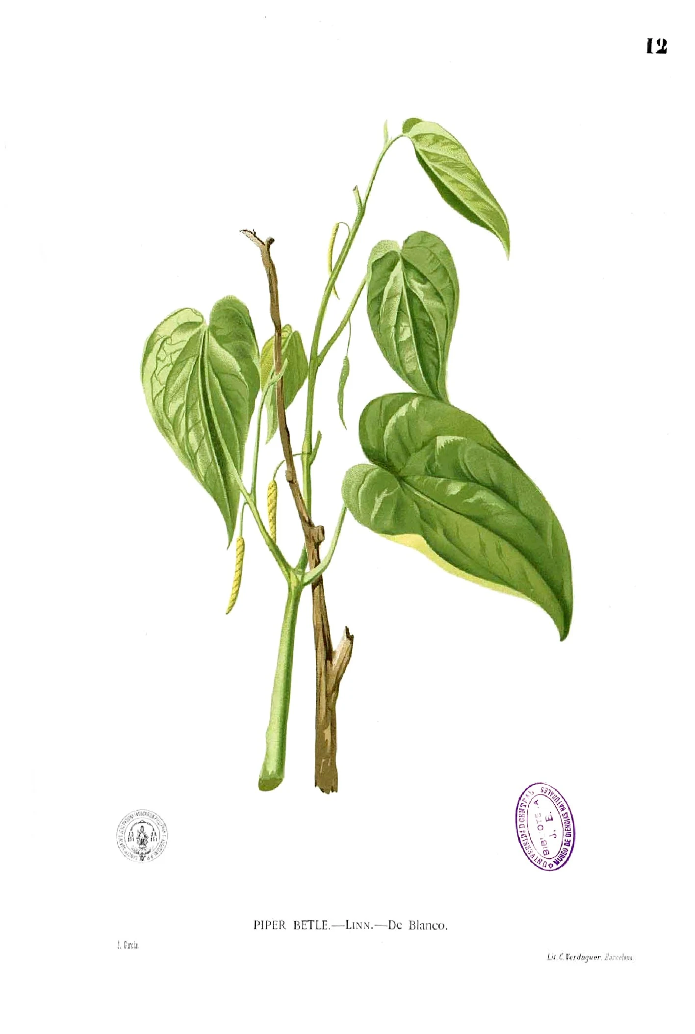 Betel Pepper