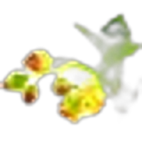 Black Currant Blossom