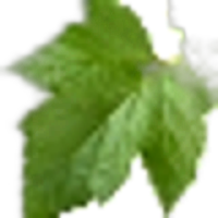 Black currant leaf