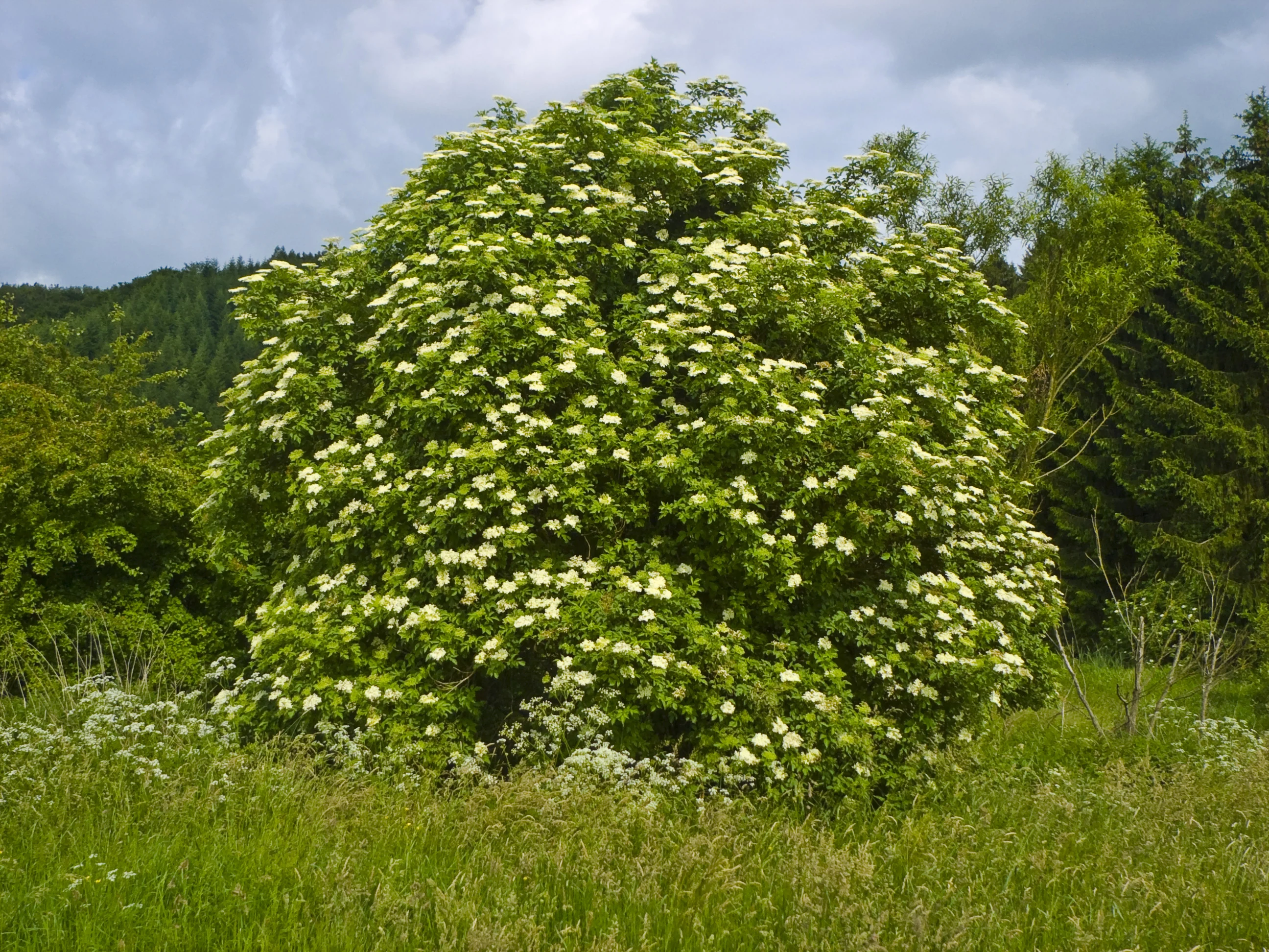 Black Elder
