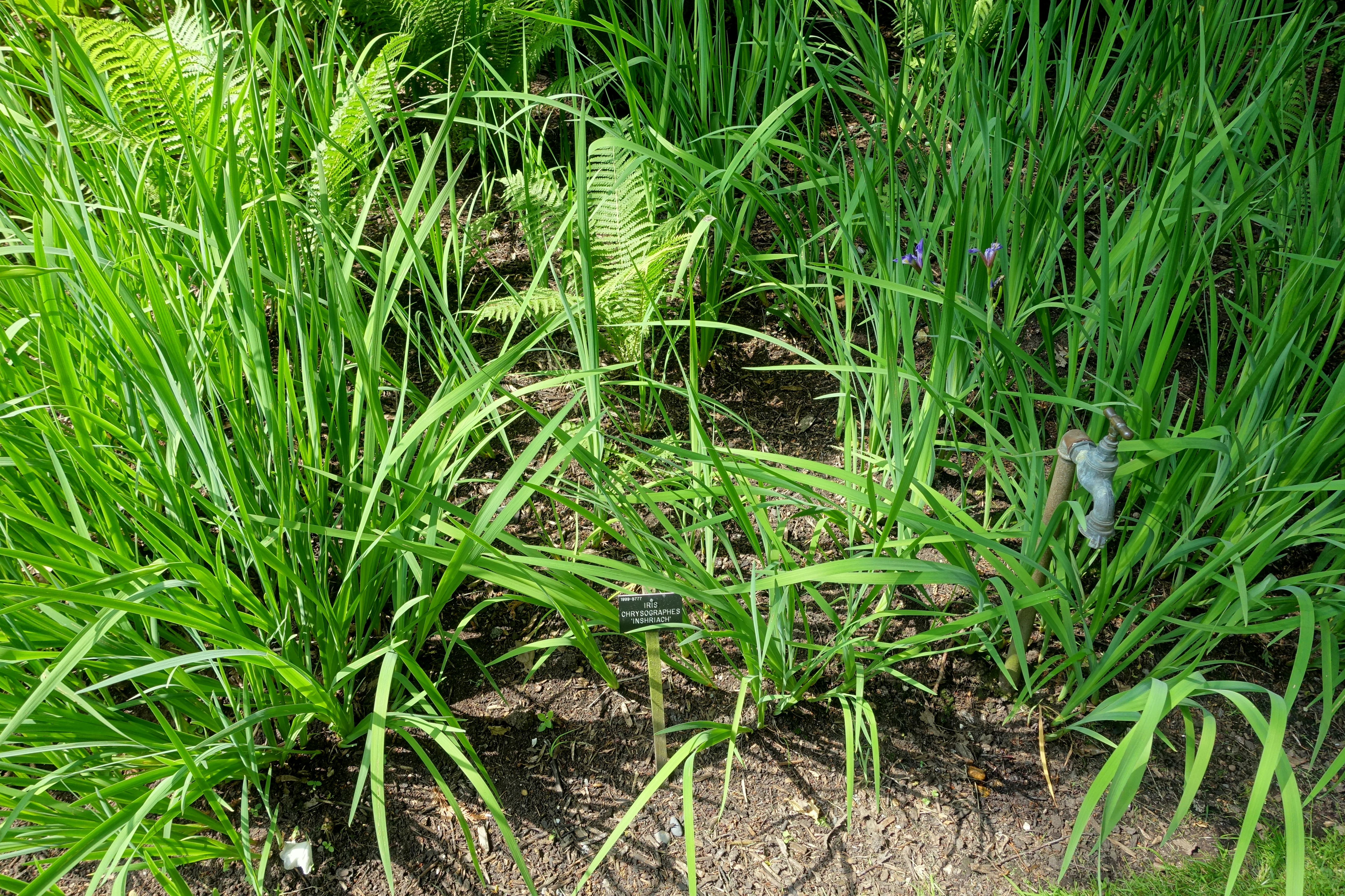 Black Iris