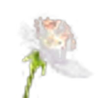 Blackberry Blossom