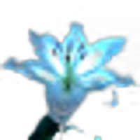 Blue Lilies