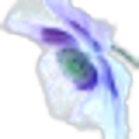 Blue Poppy