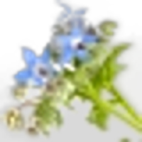 Borage