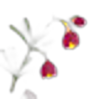 Boronia