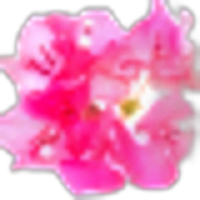 Bougainvillea