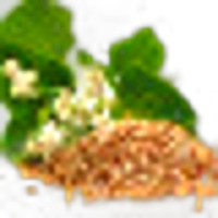 Buckwheat