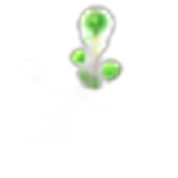 Burdock