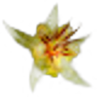 Cacao Blossom