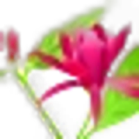 Calycanthus