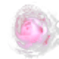 Camellia