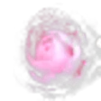Camellia