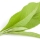 Camphor